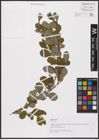 Foto von Salix aurita L.